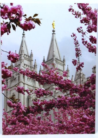 CC - 5X7 Print - Salt Lake Temple 5x7 Blossoms<BR>ȥ졼¤Ȳ